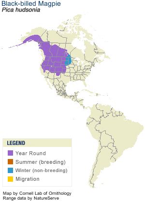 Black-billed Magpie, Life History, All About Birds - Cornell Lab of Ornithology