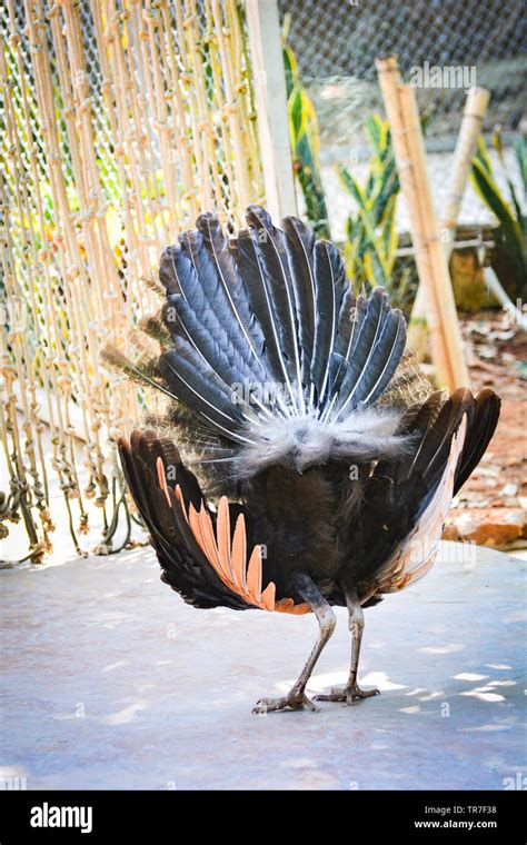 Peahen female peacock beautiful bird feathers out shows colorful tail ...