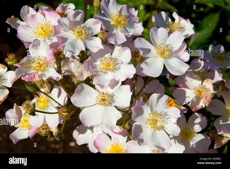 Rose, Heirloom Roses, St Paul, Oregon Stock Photo - Alamy