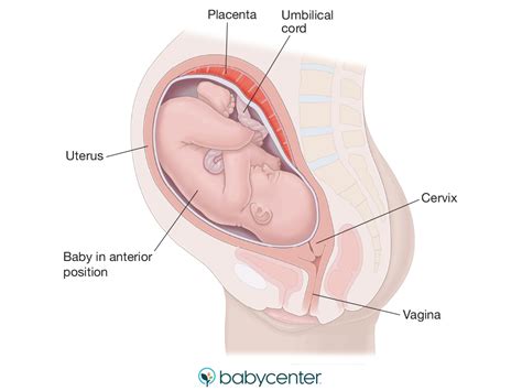 Fetal presentation before birth | BabyCenter