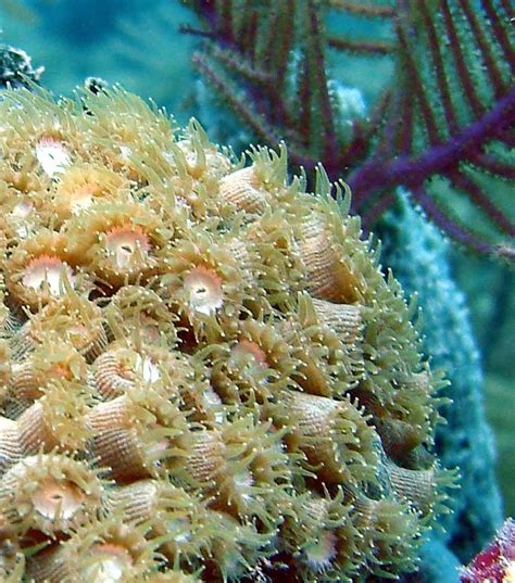 Coral Reefs - Biscayne National Park (U.S. National Park Service)