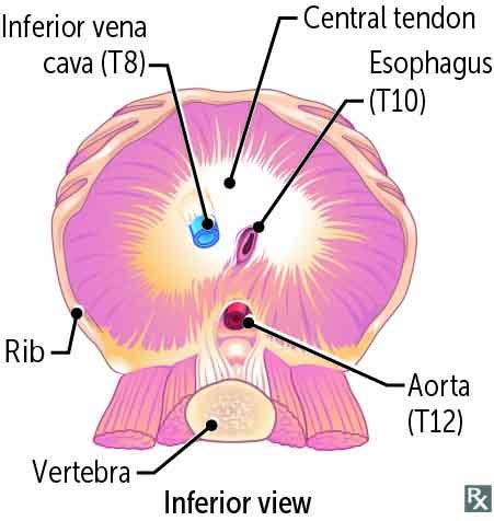 Mnemonic Monday: Structures of the Diaphragm - First Aid Team