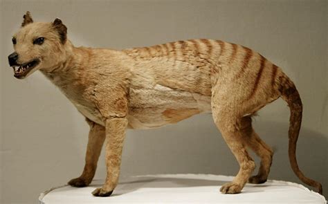 All About Thylacine - Origin, Extinction, Behavior, Puppy, Photos & Facts