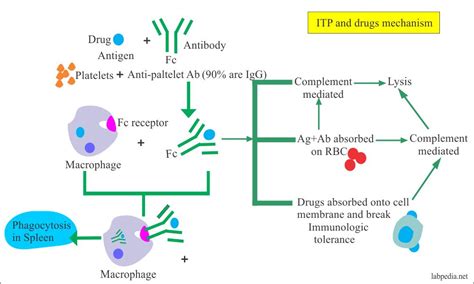 Chapter 12: Type II Hypersensitivity Reaction and ADCC (Cytotoxic ...