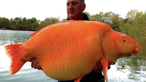 Angler Reels In Monster 'Goldfish' Called 'The Carrot'