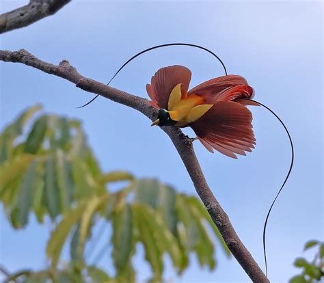 Burung Cendrawasih - Taksonomi, Habitat, Sebaran Populasi & 21 Jenis ...