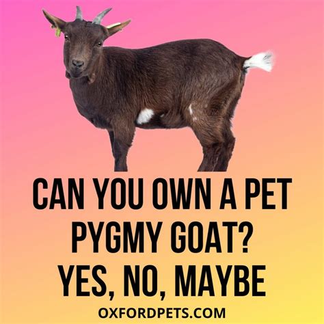 Can You Own A Pet Pygmy Goat? Is It Legal? - Oxford Pets
