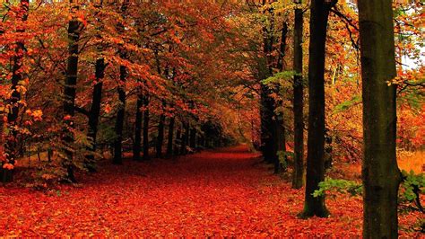 Red Green Leafed Autumn Fall Trees Forest Background HD Fall Wallpapers | HD Wallpapers | ID #82765