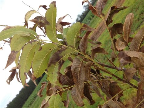 Scorching Leaves on Young Pecan Trees | UGA Pecan Extension