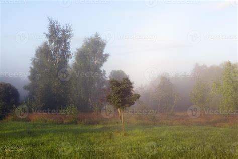 morning mist, forest 9714582 Stock Photo at Vecteezy