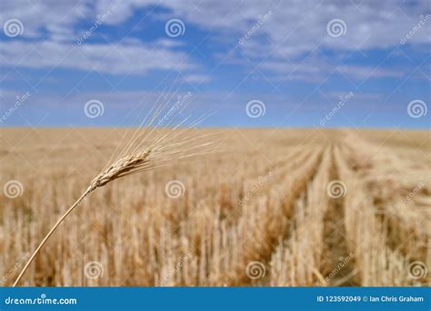 Harvested Grain Field Canadian Prairies Stock Image - Image of nature ...