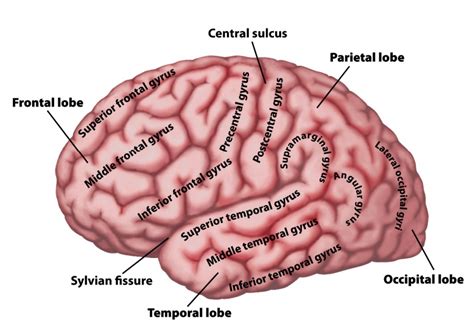 Brain Anatomy at LaGrange College - StudyBlue | Brain anatomy, Human ...