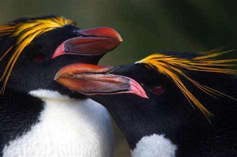 antarctica penguins | Scuba Diver Life Expeditions