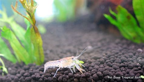 Mexican Blue Dwarf Lobster (CPO) This is a freshwater lobster that is very hardy and will accept ...