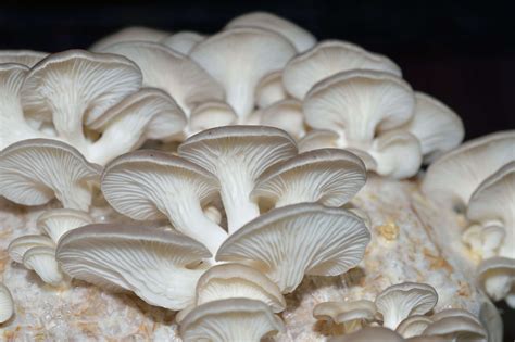 Are you aware of the health benefits of mushrooms? What are its qualities?