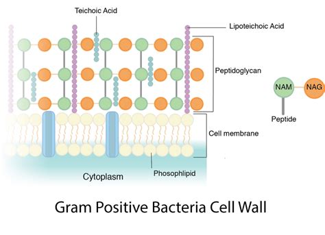 Peptidoglycan Cell Wall - JesuskruwRosario