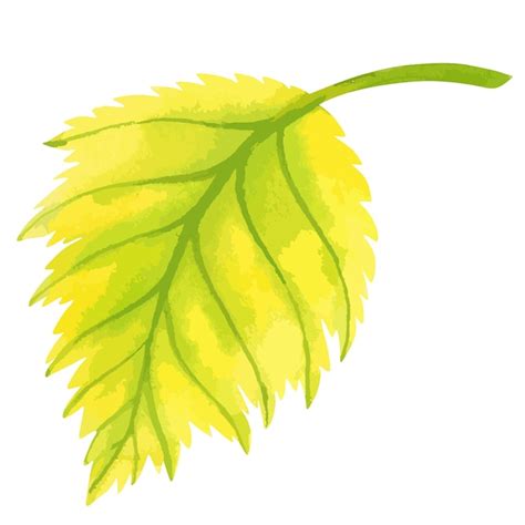 Premium Vector | Vector watercolor illustration of fall leaf