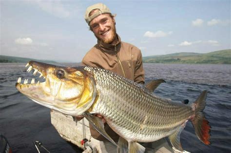 The Goliath Tigerfish-The Most Dangerous Fish Of Freshwater - Top10animal