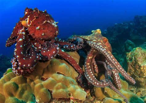 Octopus Mating - AnimalBehaviorCorner