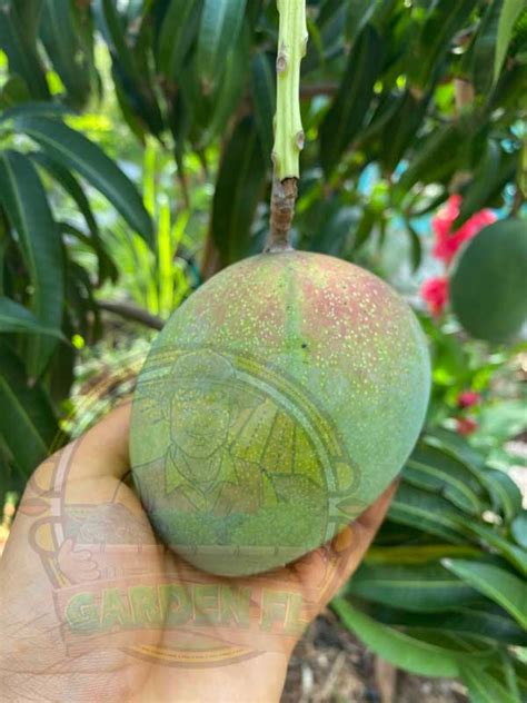 Best Mango Fertilizer for Abundant Flowers and Fruit!