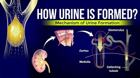 Urine Formation PPT by rajusbiology - Issuu