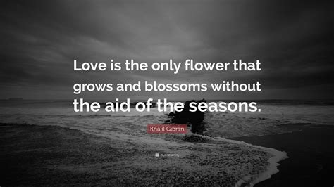 Khalil Gibran Quote: “Love is the only flower that grows and blossoms without the aid of the ...