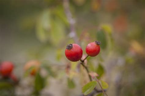 玫瑰果 水果 树 - Pixabay上的免费照片 - Pixabay