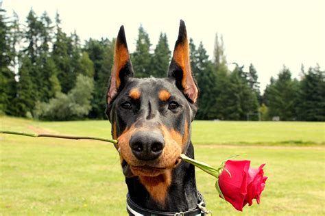 Doberman Wallpapers - Top Free Doberman Backgrounds - WallpaperAccess