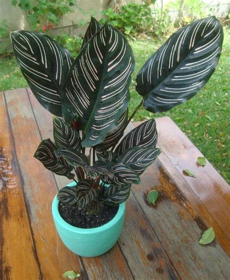 Calathea ornata sanderiana seeds- 10 seeds | Plants, Trees to plant, Potted plants outdoor