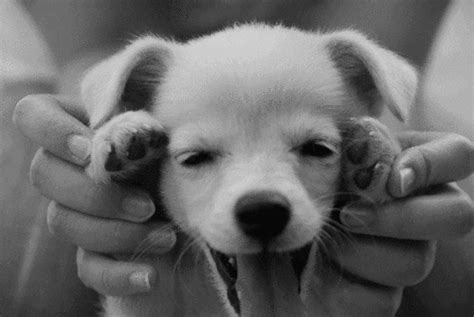 Cute Puppy GIFs - Find & Share on GIPHY