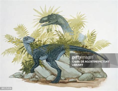 Pisanosaurus Photos and Premium High Res Pictures - Getty Images