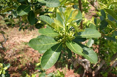 Yerba Mate/Mate/Ilex paraguariensis | Zoom's Edible Plants