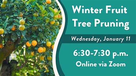 Winter Fruit Tree Pruning, Zoom Session hosted by Mountain View Public Library, 11 January 2023
