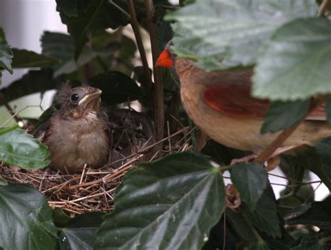 Photo Gallery: Northern cardinal chicks leave the nest | Sports News ...