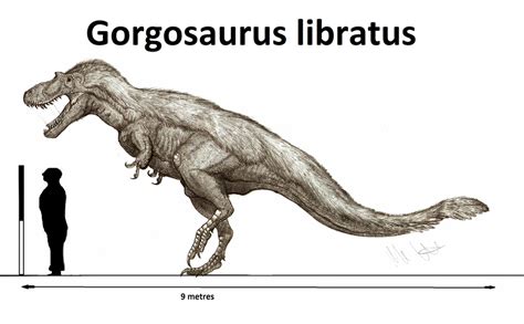 Gorgosaurus libratus by Teratophoneus on DeviantArt