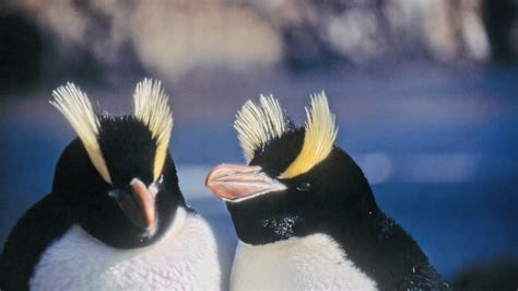 In 'bizarre behavior,' New Zealand penguins lay one egg, reject it, and then lay another. Now ...