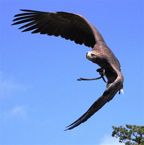Eagle Bird Flying · Free photo on Pixabay