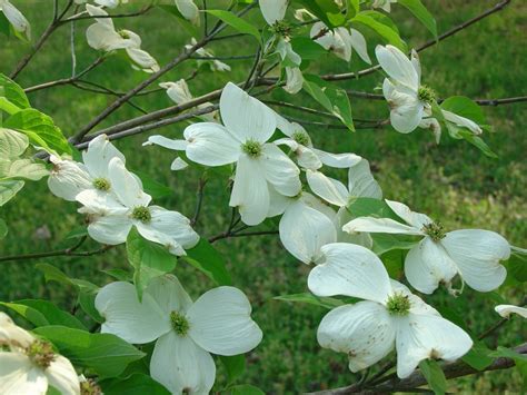 ‘Appalachian Spring’ Dogwood Highly Disease Resistant | What Grows ...