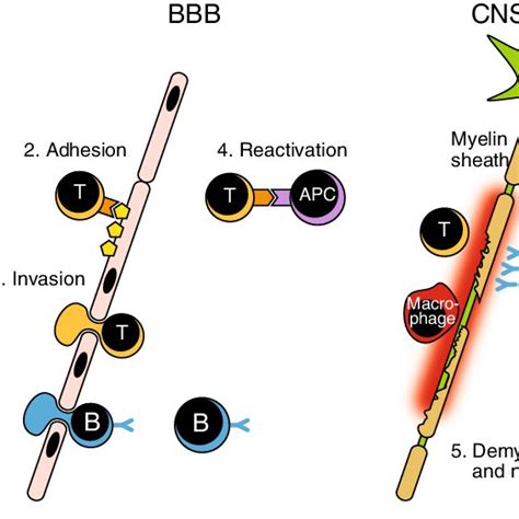 (PDF) Teriflunomide and Its Mechanism of Action in Multiple Sclerosis