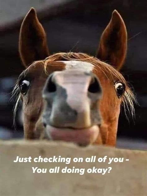 Pin by Ian Eddison on Lets face it | Funny animals, Funny horse, Horses