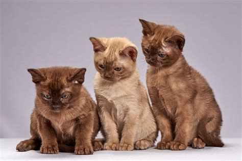 Burmese Cat Breed Facts - Health, Personality and Health Issues – Basepaws