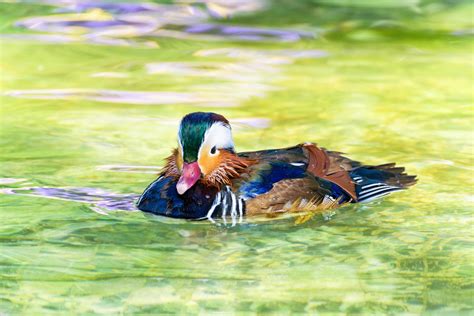 Male Mandarin Duck 16735814 Stock Photo at Vecteezy