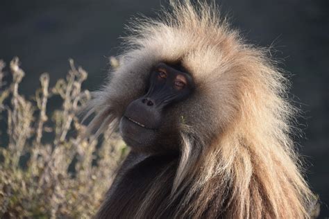 Simien Mountains 4-Day Safari | Ethiopia's Natural Wonder