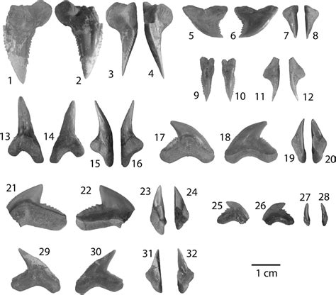 Shark Tooth - Fossil ID - The Fossil Forum