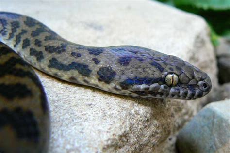 Spotted Python Care Sheet | Wiki | Reptiles Amino