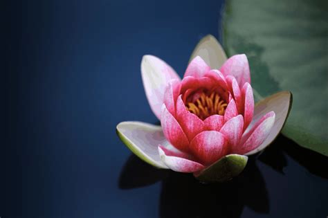 Lotus Flowers: History, Meaning, Properties, Growth & Care