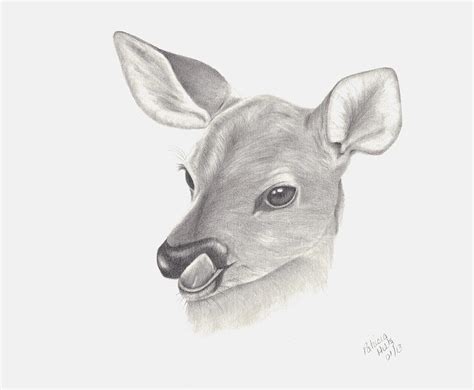 Baby Deer Drawing by Patricia Hiltz | Pixels