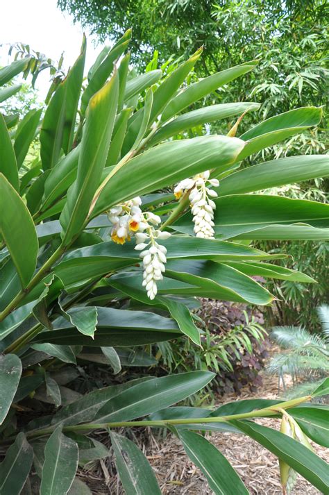 Alpinia zerumbet 'Cream Shell Ginger' | Bamboo Land Nursery QLD Australia