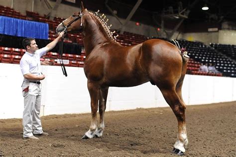 Horse Colors And Markings - Coloring Pages