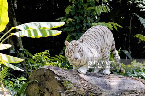 1,485 White Tiger Habitat Stock Photos, High-Res Pictures, and Images ...